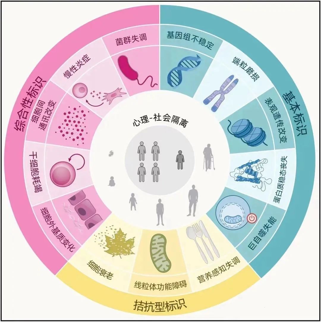 Read more about the article “抗衰黑马AKG”：让年龄只是数字的开始