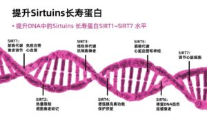 Read more about the article Nature 揭秘：长寿基因是如何被“打开”的？